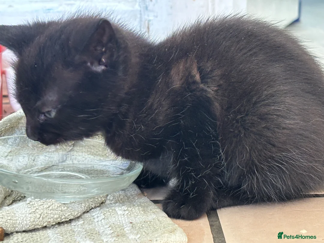 Domestic Shorthair cats for sale: 4 cute kittens tabby (3 black 1 white/black mix - Advert 1