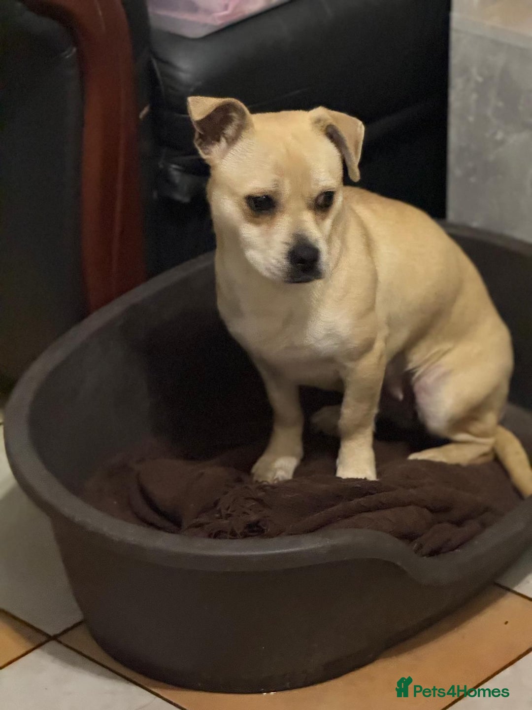 Mixed Breed dogs for adoption: Pretty Jamala ready for cuddles - Advert 4