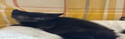 British Shorthair cats for sale: Beautiful Kittens Ready now  - Advert 11