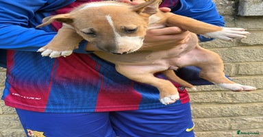 English Bull Terrier dogs - Advert 2