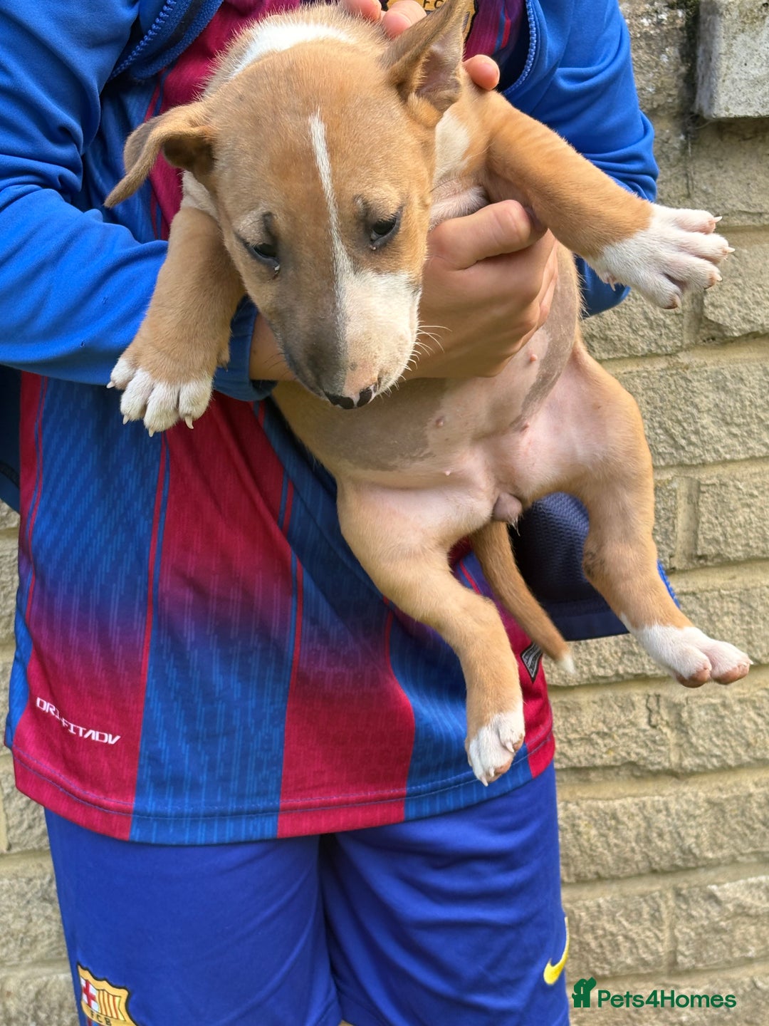 English Bull Terrier dogs for sale: Mr Chris Robinson  - Image 2