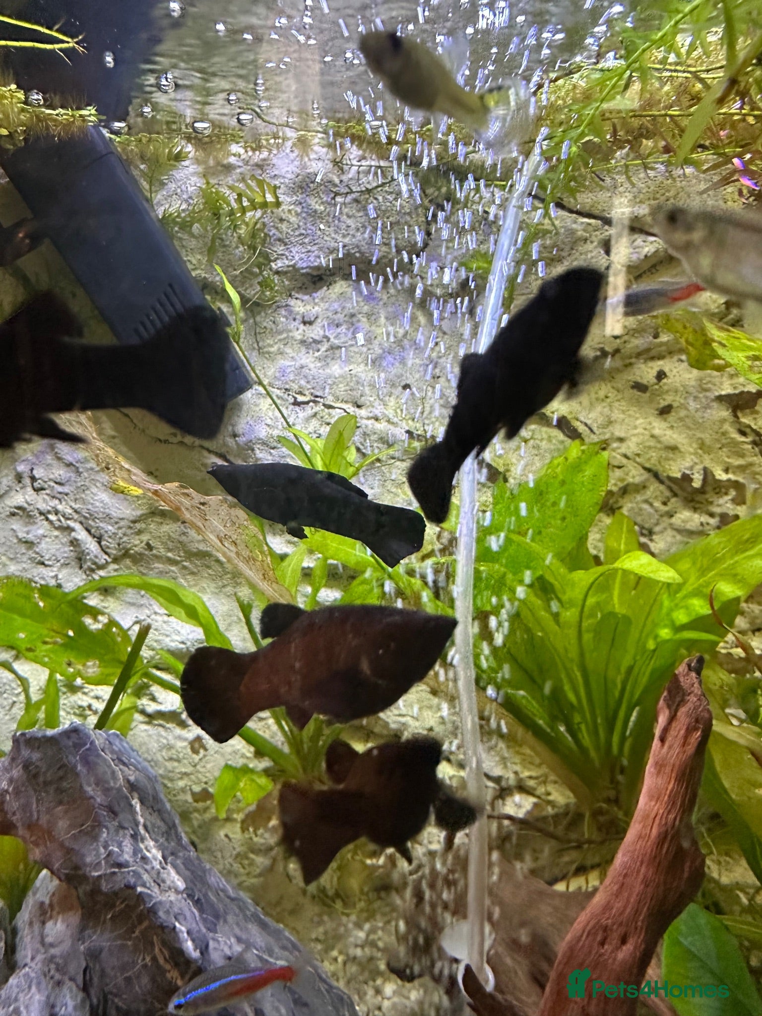 Mollies fish Mixed Sex Black Mollies - Advert 3