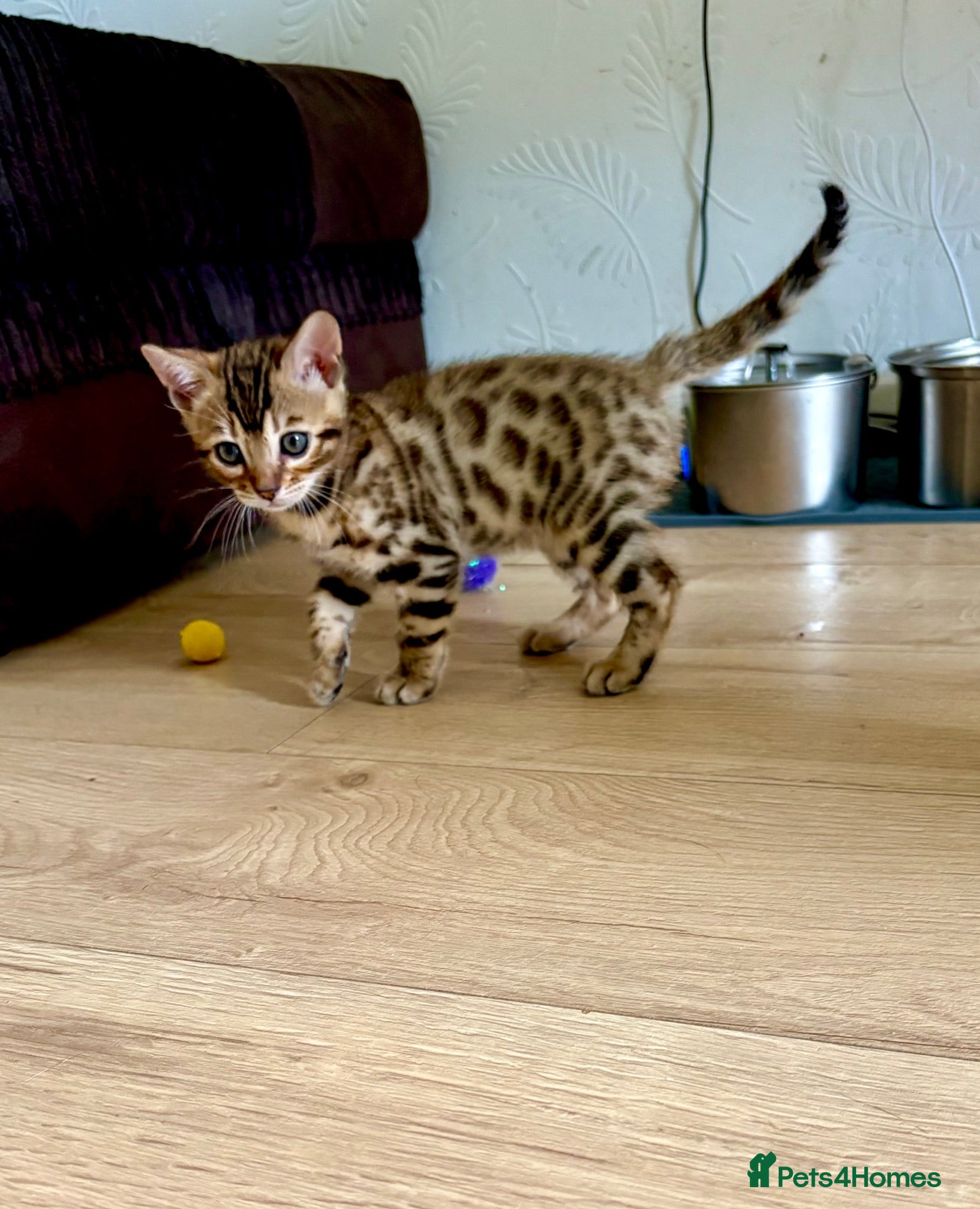 Bengal cats 🩵 READY TO GO! LAST BENGAL KITTEN 🩵 - Advert 2