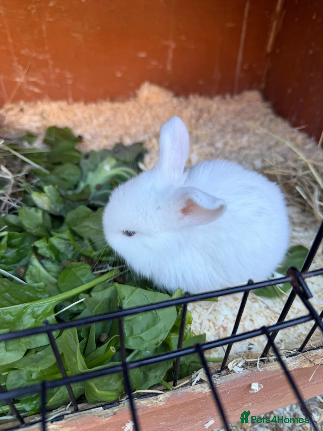 Mixed Breed rabbits for sale: 2 pure white lop mixed  - Advert 2