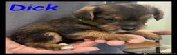 Jackapoo dogs for sale: Delightful Jackapoos - Advert 3