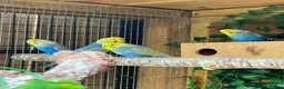 Budgerigars birds for sale: Young budgies for sale   - Advert 2