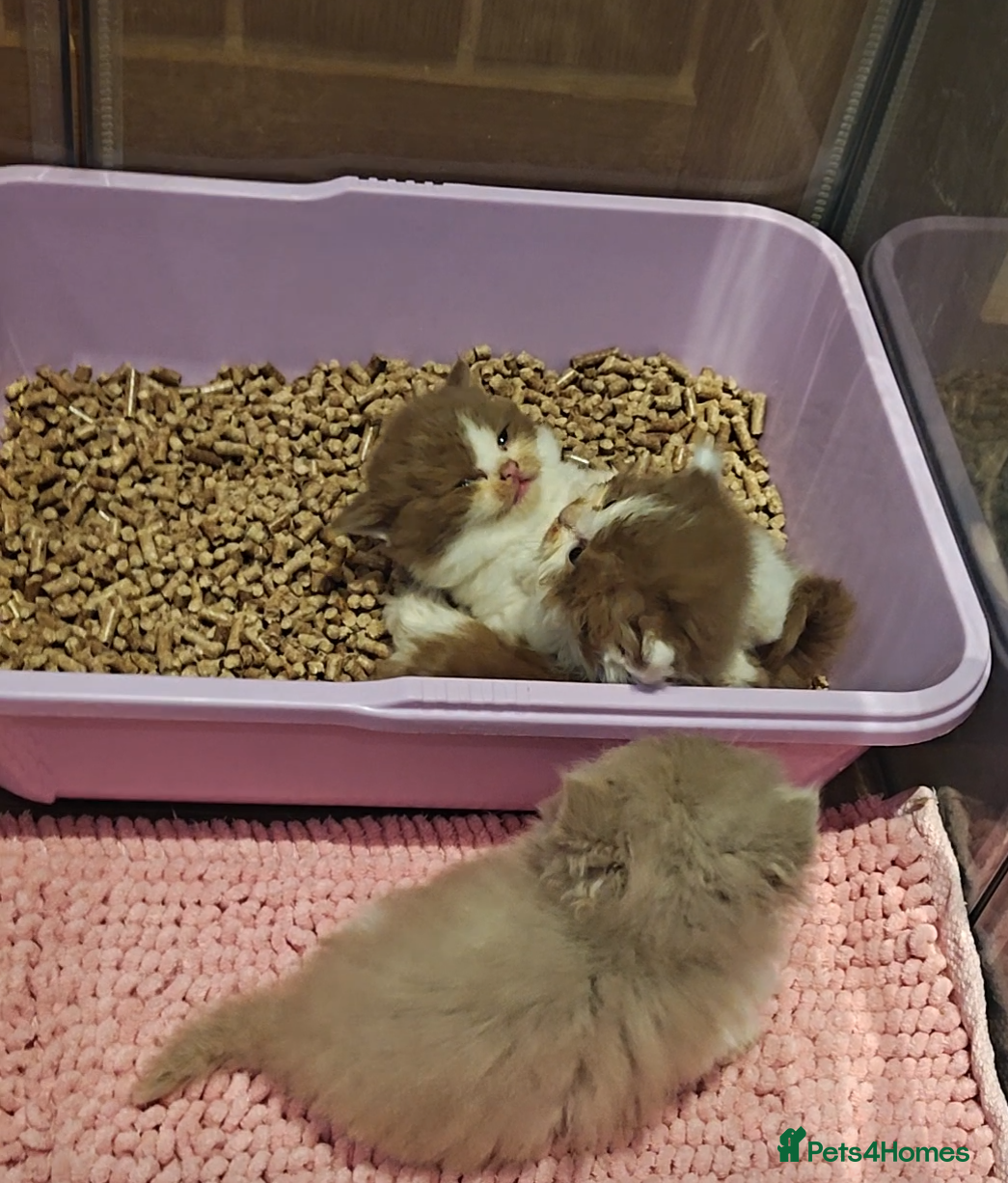 British Longhair cats Cinnamon & fawn bi colour longhair BLH  - Advert 11