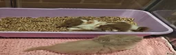 British Longhair cats for sale: Cinnamon & fawn bi colour longhair BLH  - Advert 4