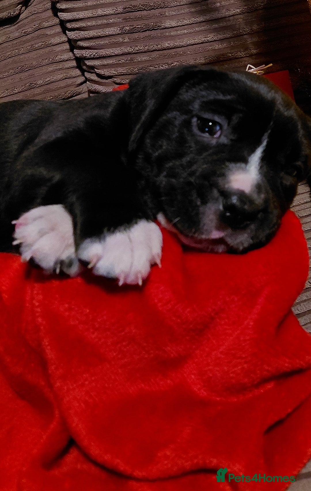 Presa Canario dogs for sale: Beautiful presa canario X alpha blue blood bulldog - Advert 9