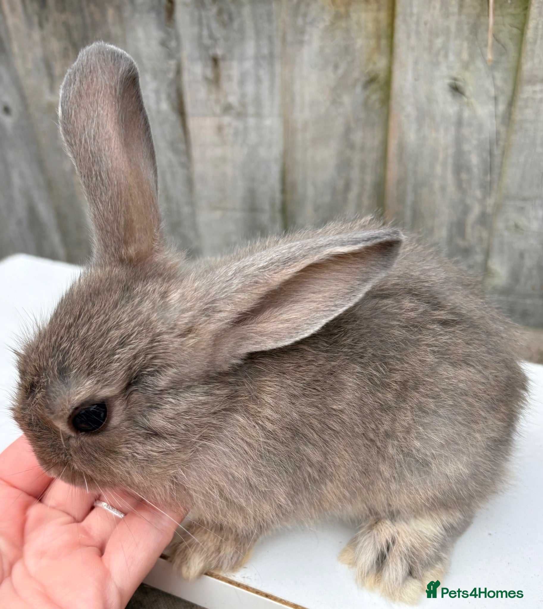 Mixed Breed rabbits Mini lop/lionhead mix breed  - Advert 11