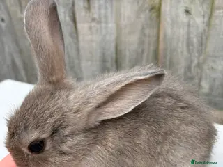 Mixed Breed rabbits Mini lop/lionhead mix breed - Advert 11