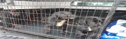 Sprocker dogs for sale: 4 Sprocker pups - Advert 3