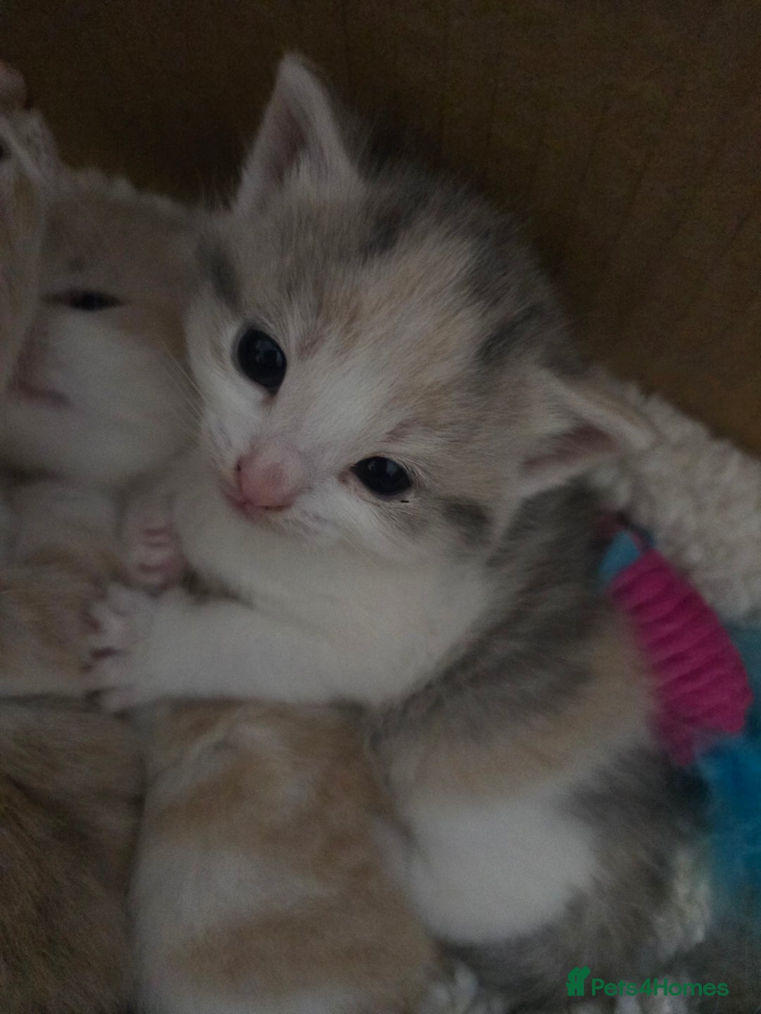 Domestic Shorthair cats for sale: Gorgeous Girl  - Advert 3