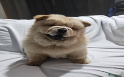 Chow Chow dogs for sale: chow chow puppy - Image 3
