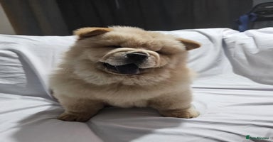 Chow Chow dogs - Advert 6