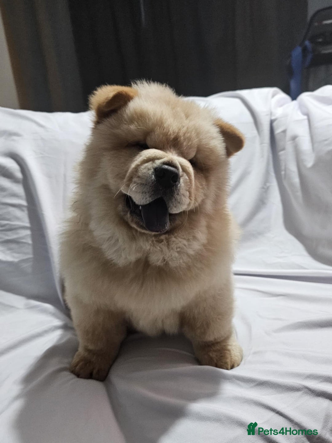 Chow Chow dogs for sale: chow chow puppy - Image 3