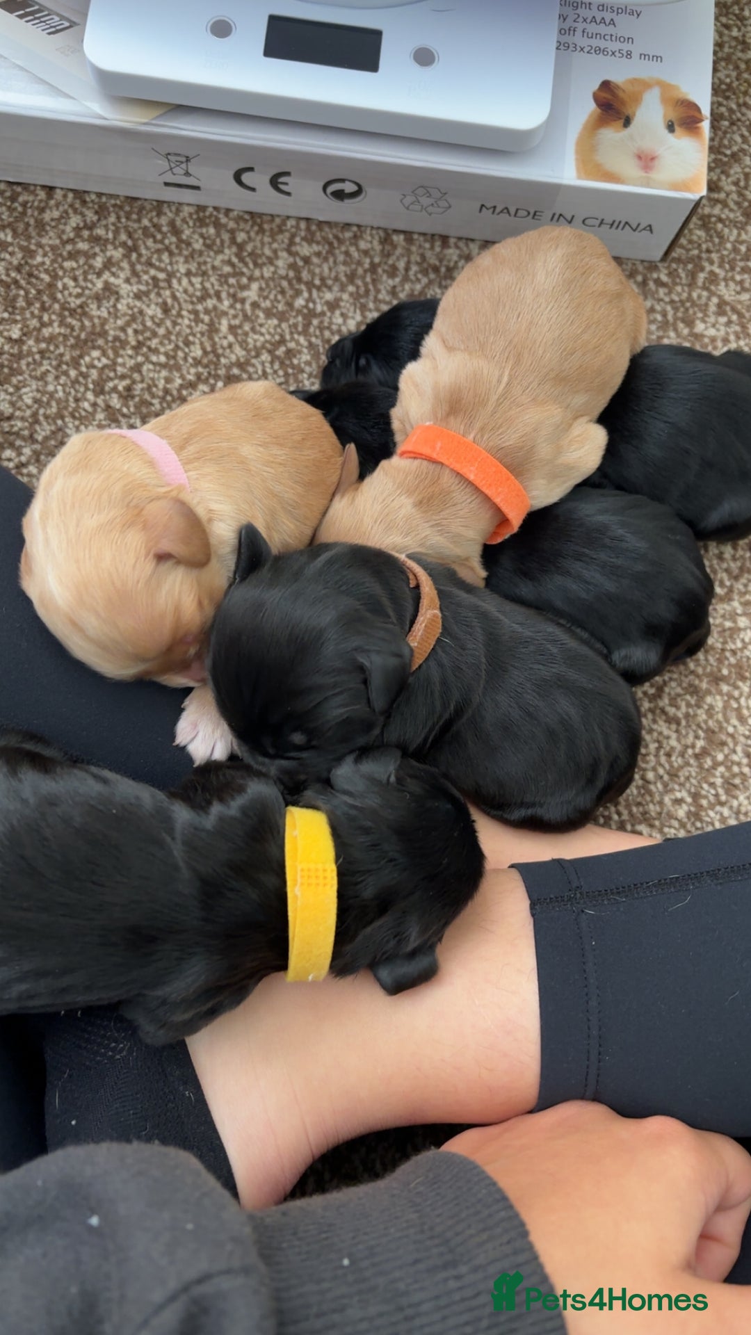 Cocker Spaniel dogs for sale: Cocker spaniel puppies for sale  - Image 27