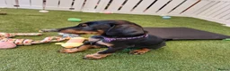 Dobermann dogs for sale: Dobermann Puppies in Colchester - Advert 11
