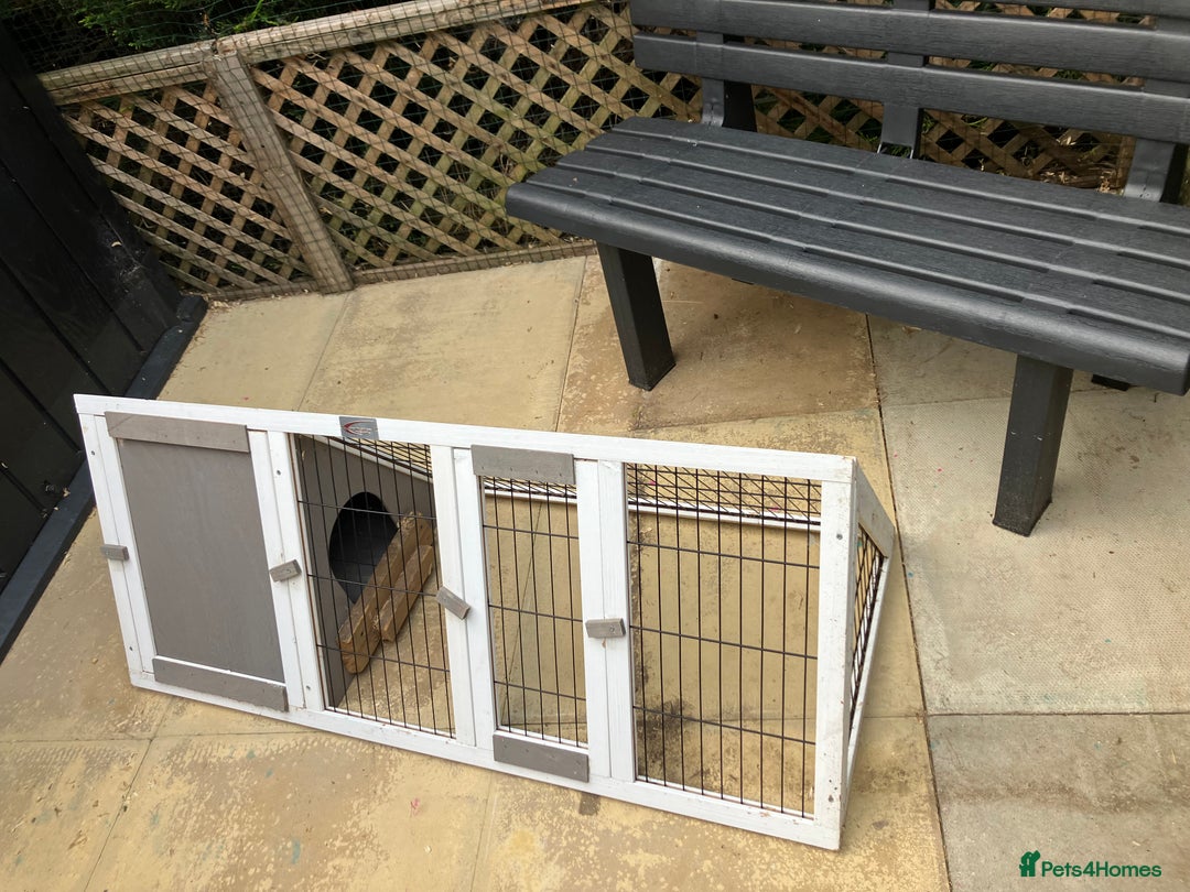 Guinea Pig rodents for sale: Long Haired male Guinea pig and Hutch Run - Image 2