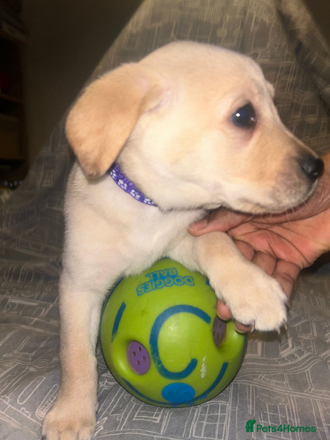 Labrador Retriever dogs for sale: 8 Labrador puppies for sale 🤍 - Advert 17