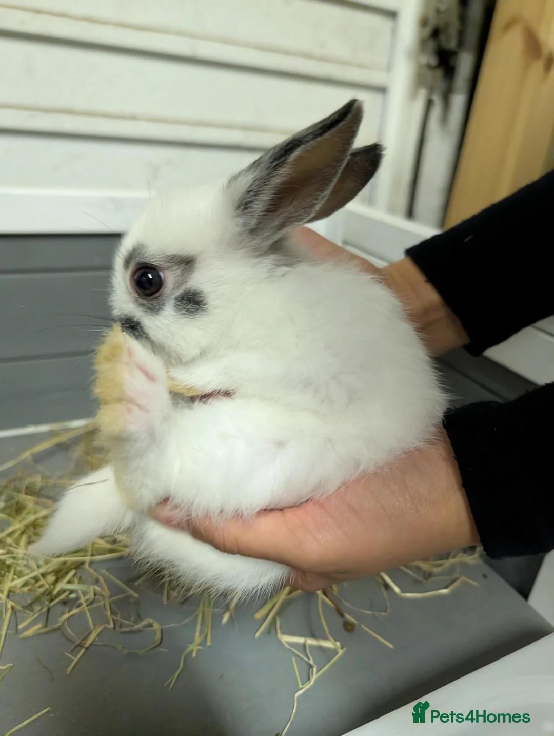 Netherland Dwarf rabbits for sale: 🐰 Netherland Dwarf Rabbits for Sale 🐰 - Advert 2