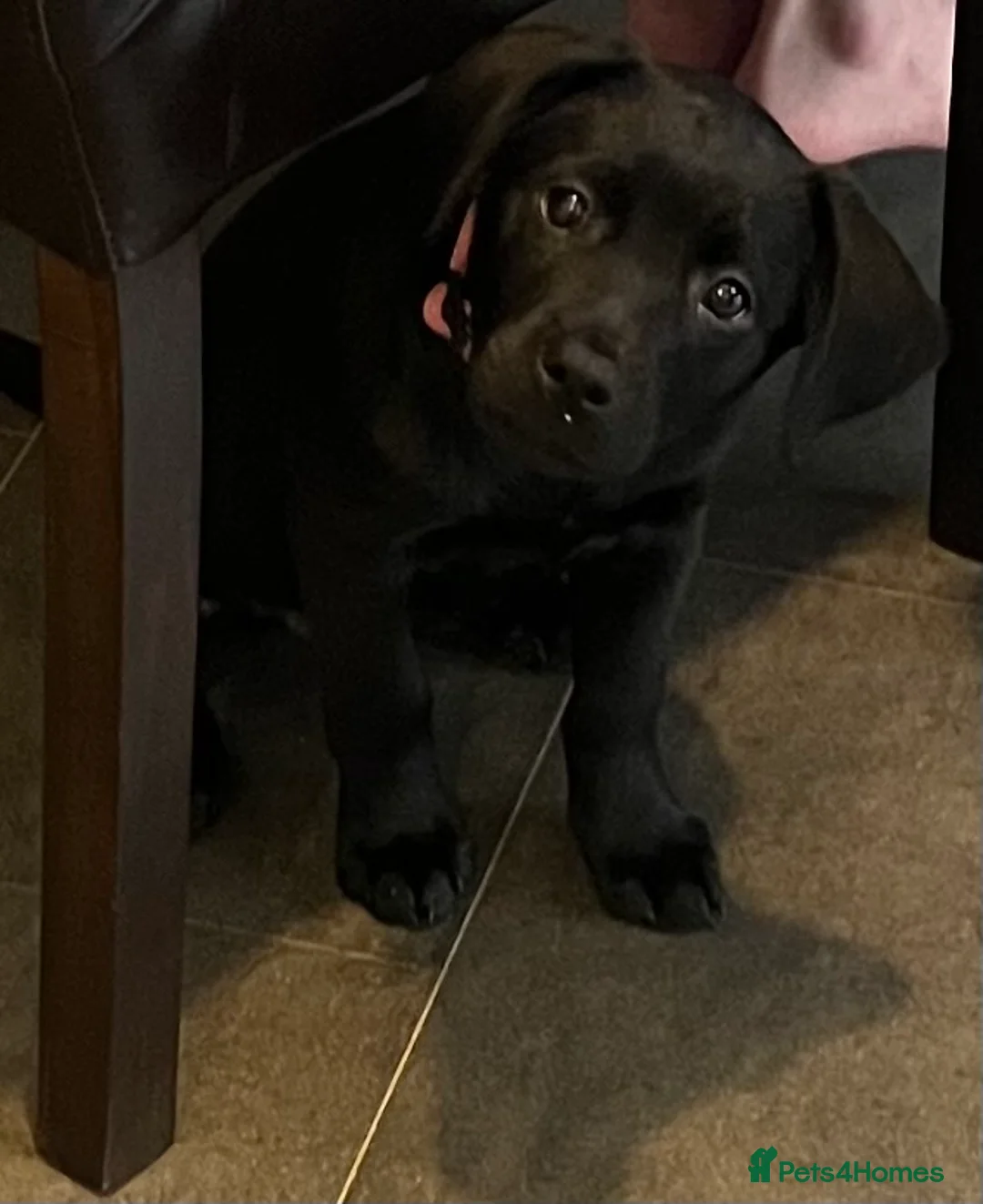 Labrador Retriever dogs for sale: Beautiful lab female  - Advert 8