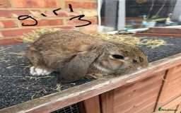 Mixed Breed rabbits for sale: Mixed breeds rabbits 8-12 weeks old  - Image 13