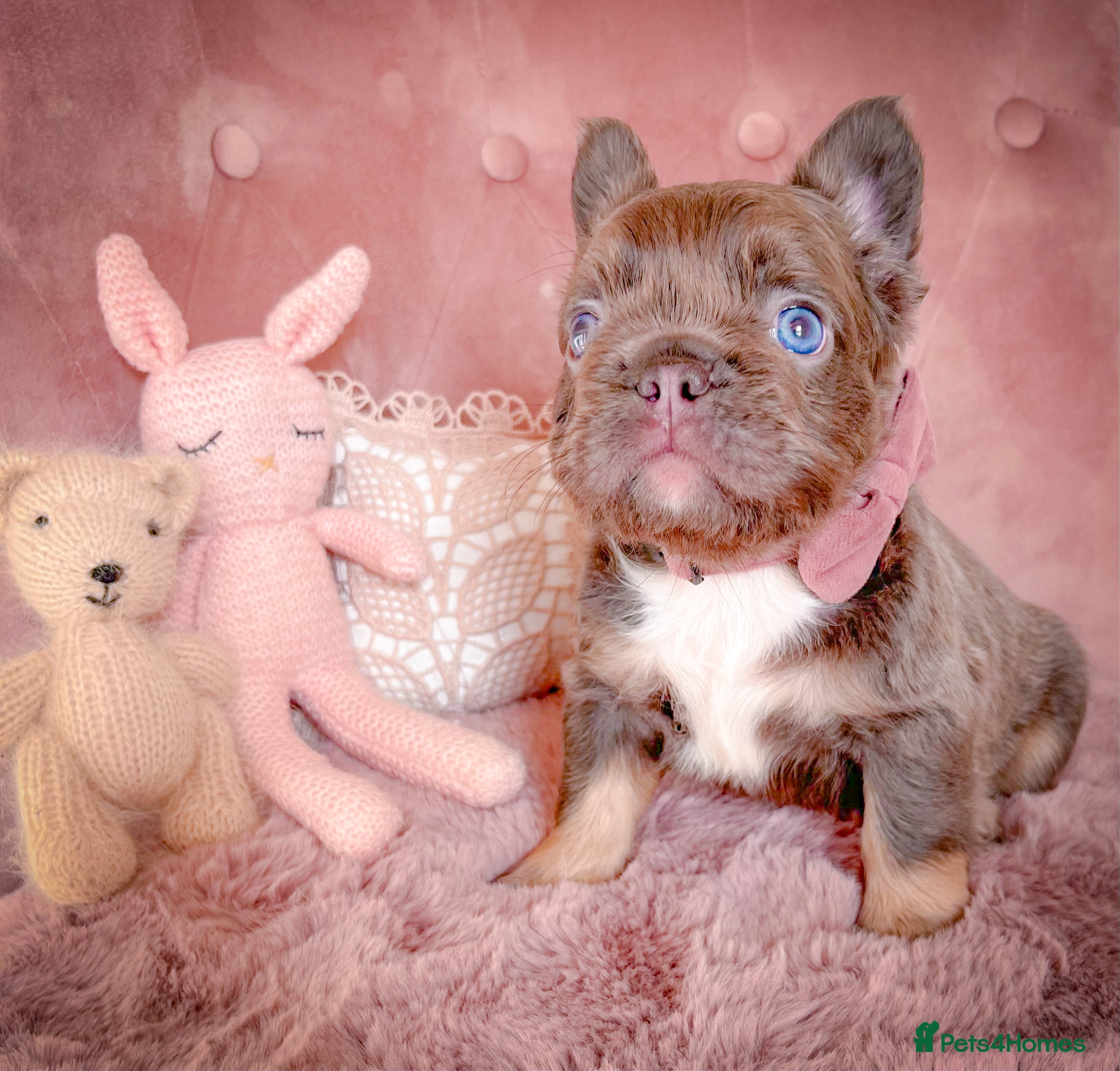 French Bulldog dogs 🌸FLUFFY,LILAC&TAN,TESTABLE GIRLS&BOYS🌸 - Advert 15