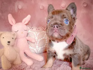 French Bulldog dogs 🌸FLUFFY,LILAC&TAN,TESTABLE GIRLS&BOYS🌸 - Advert 18