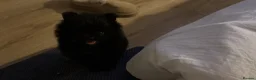 Pomeranian dogs for sale: Black Pomeranian boy in Swanscombe - Advert 4