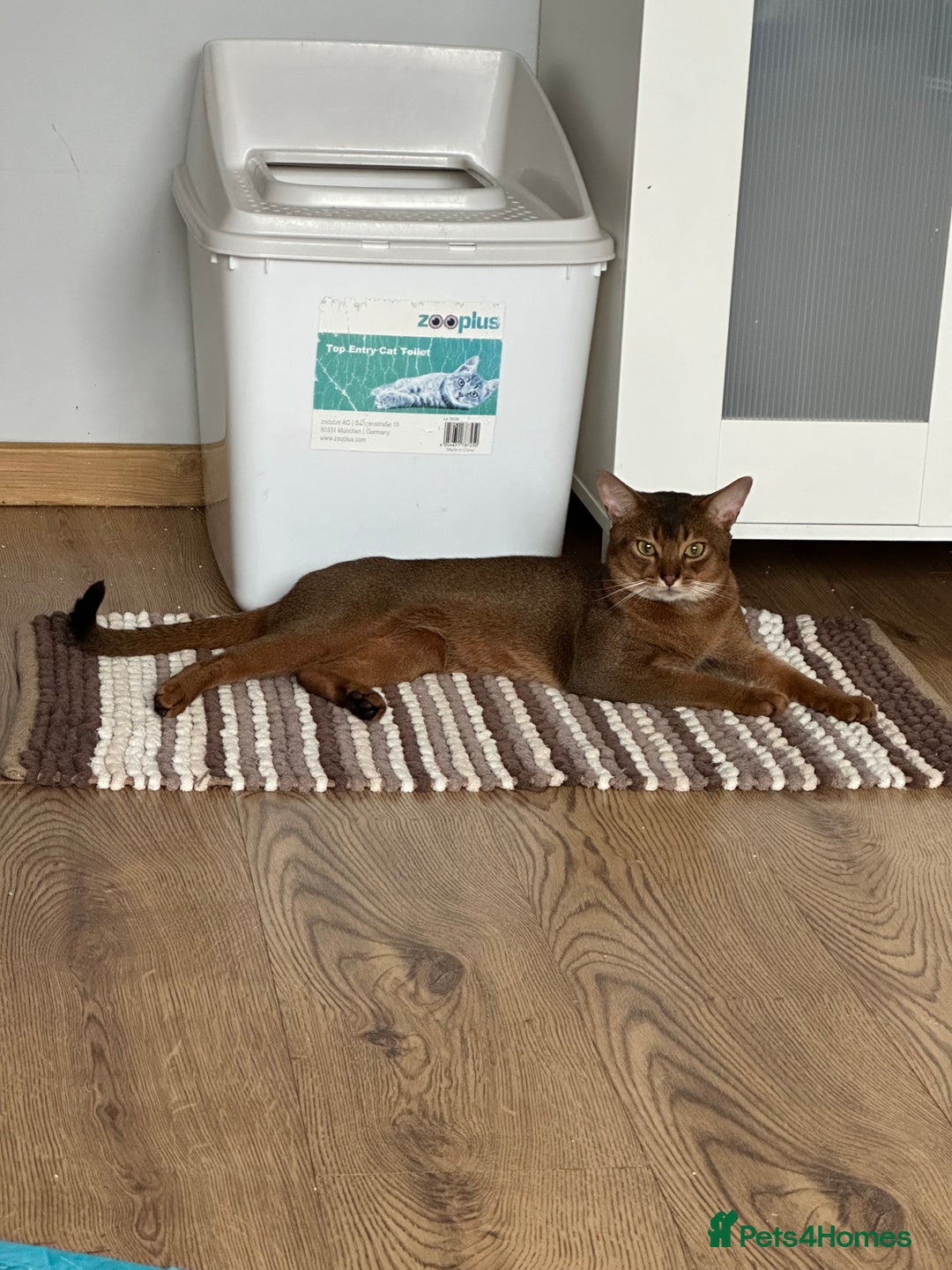 Abyssinian cats for stud: Champion line Aby boy for stud in Romford - Image 17