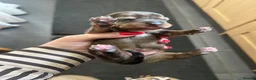 Miniature Dachshund dogs for sale: Miniature smooth hair x wire hair  - Advert 9