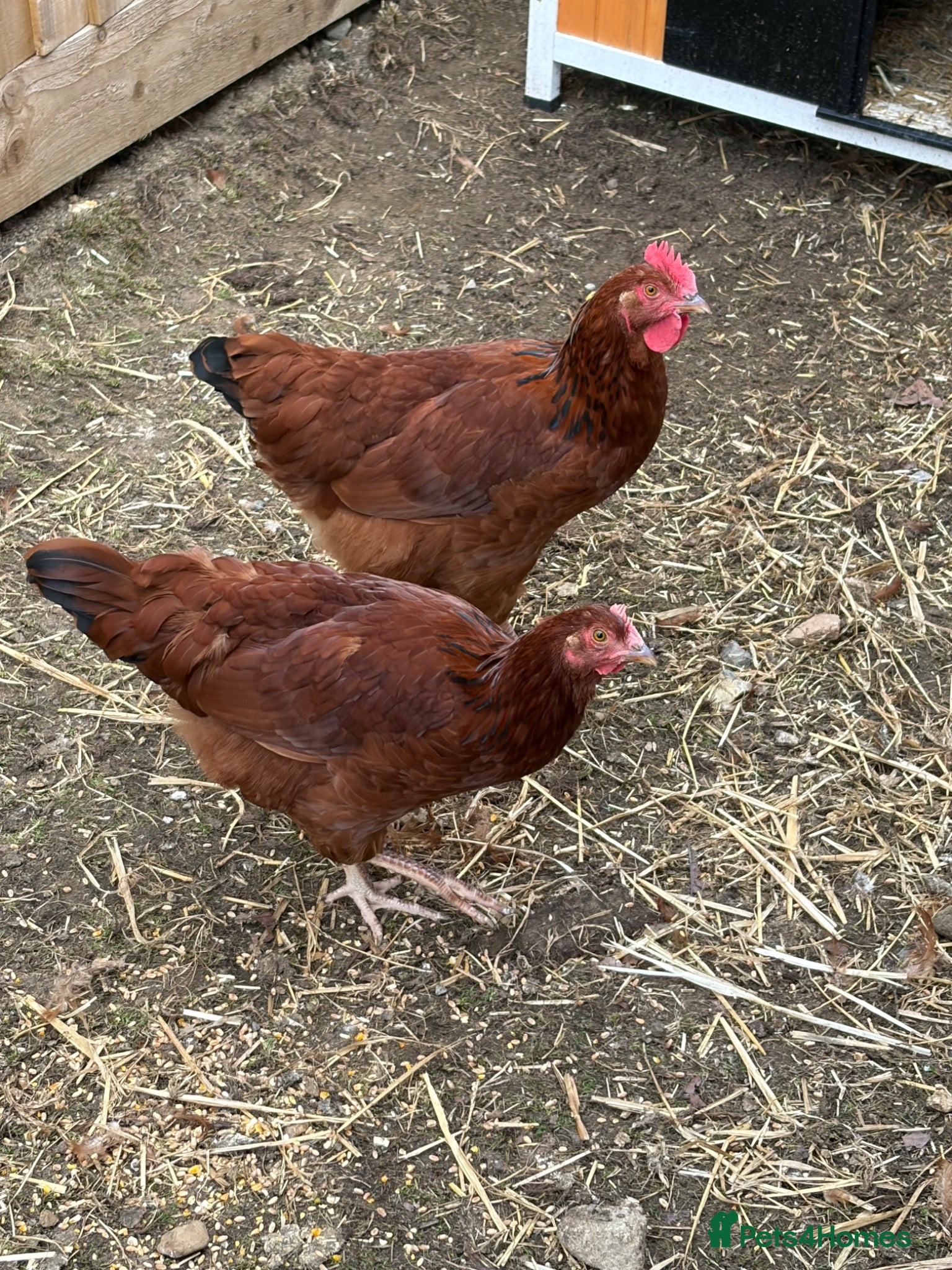 Chickens poultry Two point of lay chickens for sale  - Advert 5