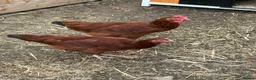 Chickens poultry for sale: Two point of lay chickens for sale  - Advert 1