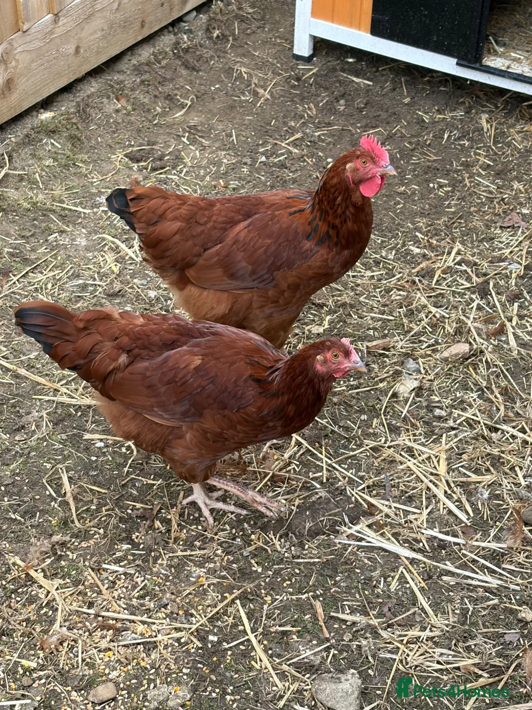 Chickens poultry for sale: Two point of lay chickens for sale  - Advert 1