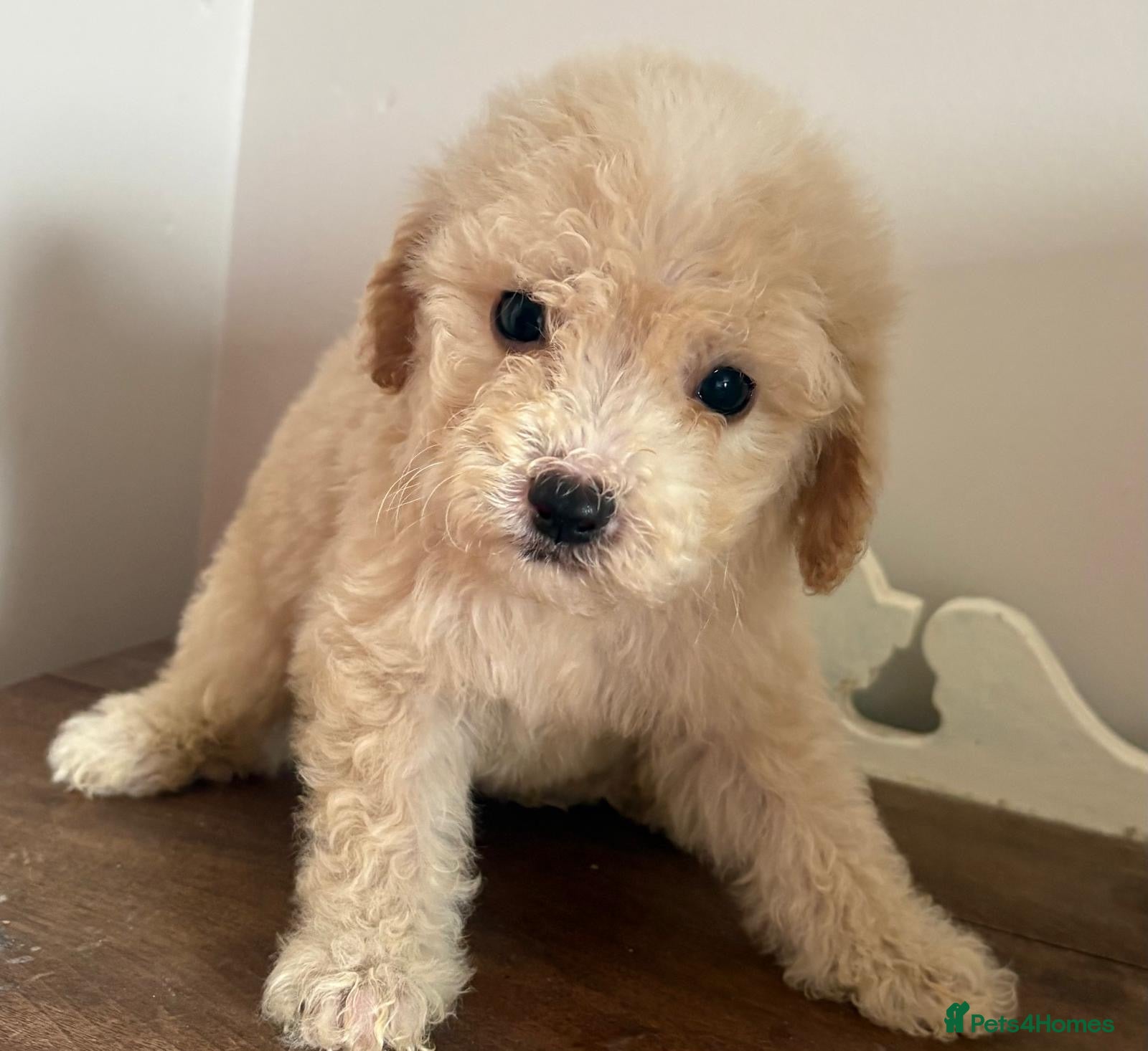 Cavapoochon dogs PRA Clear genetically DNA Tested Cavapoochons - Advert 2