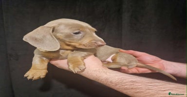 Dachshund dogs - Advert 1