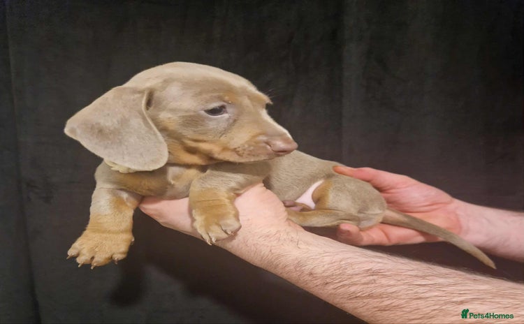 Dachshund dogs - Advert 1