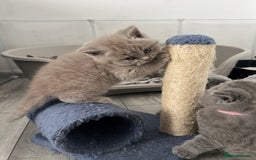 British Shorthair cats for sale: High quality GCCF registered kittens   - Image 5