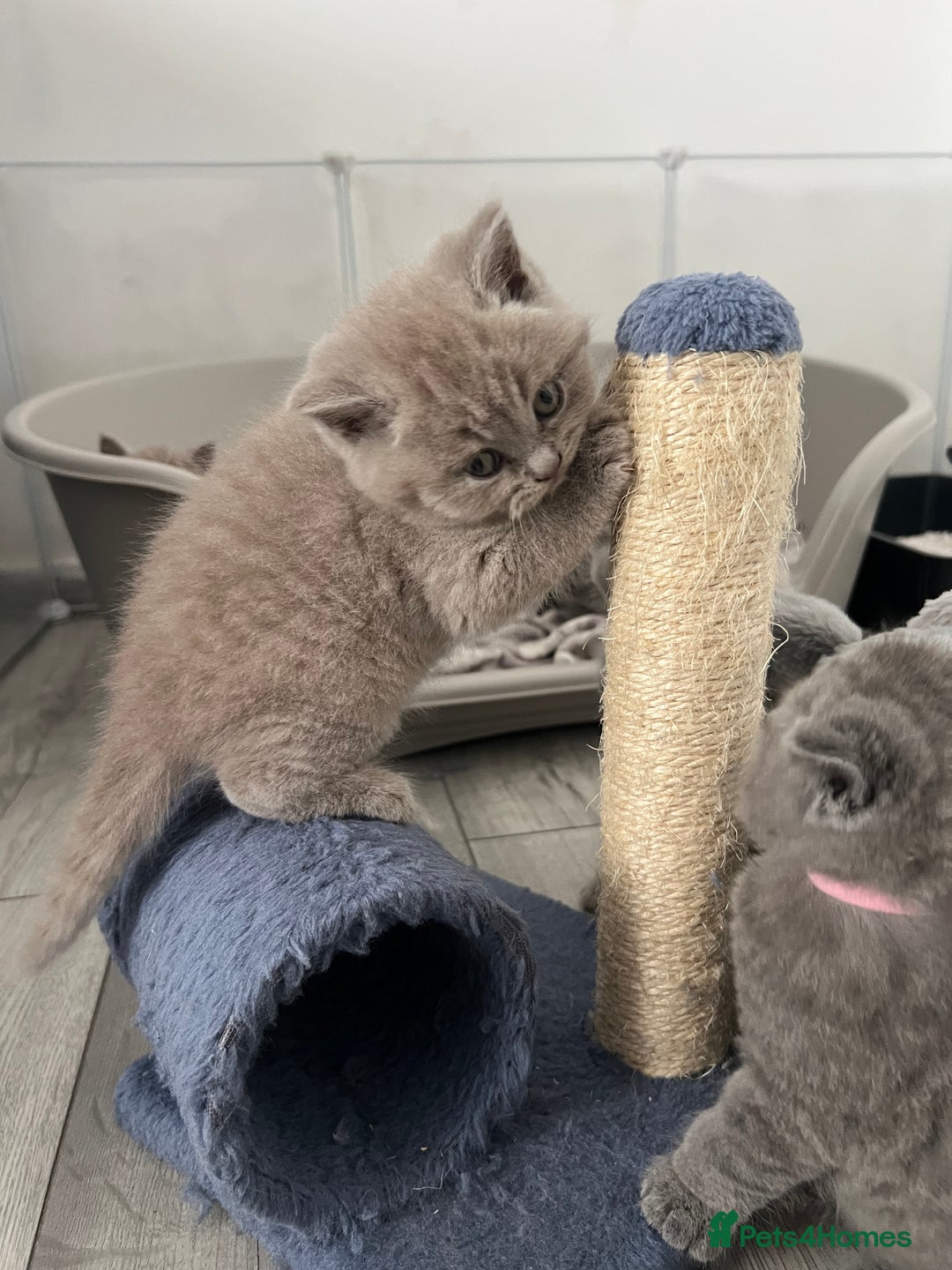 British Shorthair cats for sale: High quality GCCF registered kittens   - Image 5