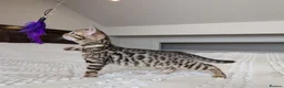 Bengal cats for sale: 🖤🩶🤍 BEAUTIFUL BENGAL KITTENS 🤍🩶🖤 - Advert 2