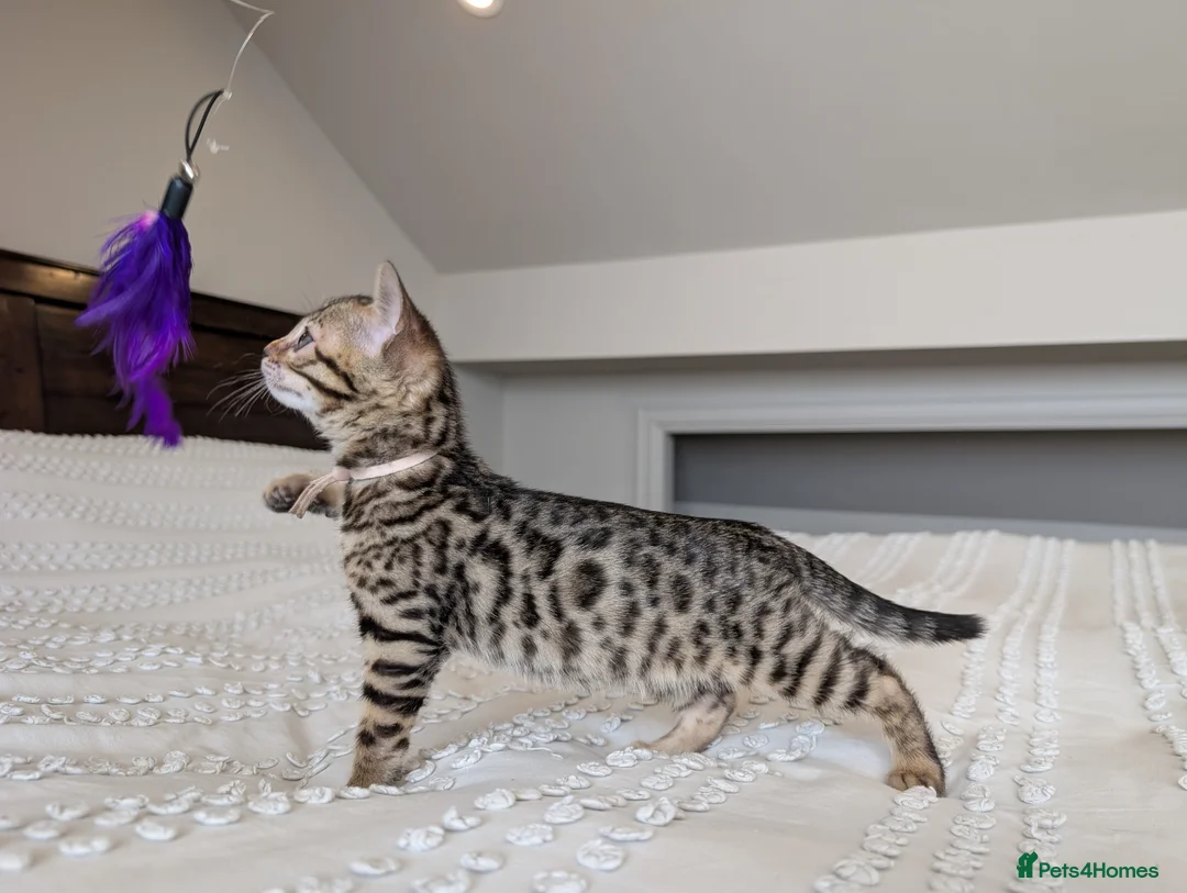 Bengal cats for sale: 🖤🩶🤍 BEAUTIFUL BENGAL KITTENS 🤍🩶🖤 - Advert 2