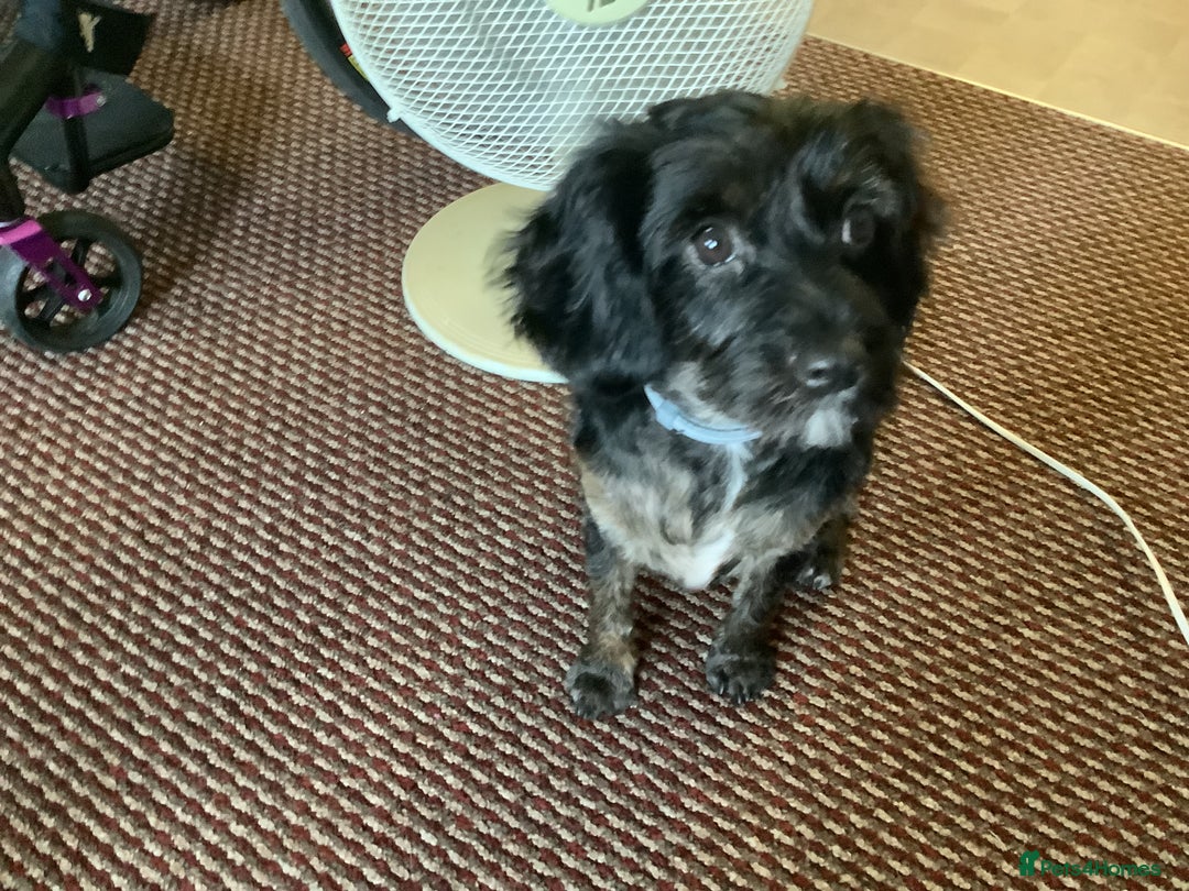 Cavapoo dogs for sale: Cavapoo - Image 1