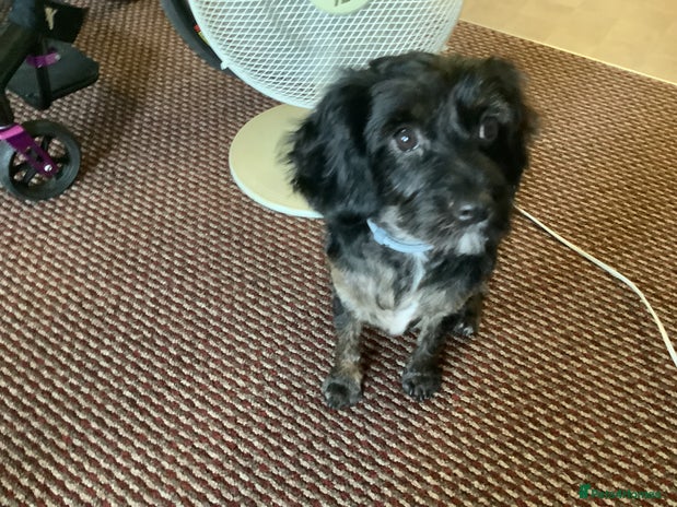 Cavapoo dogs - Advert 2