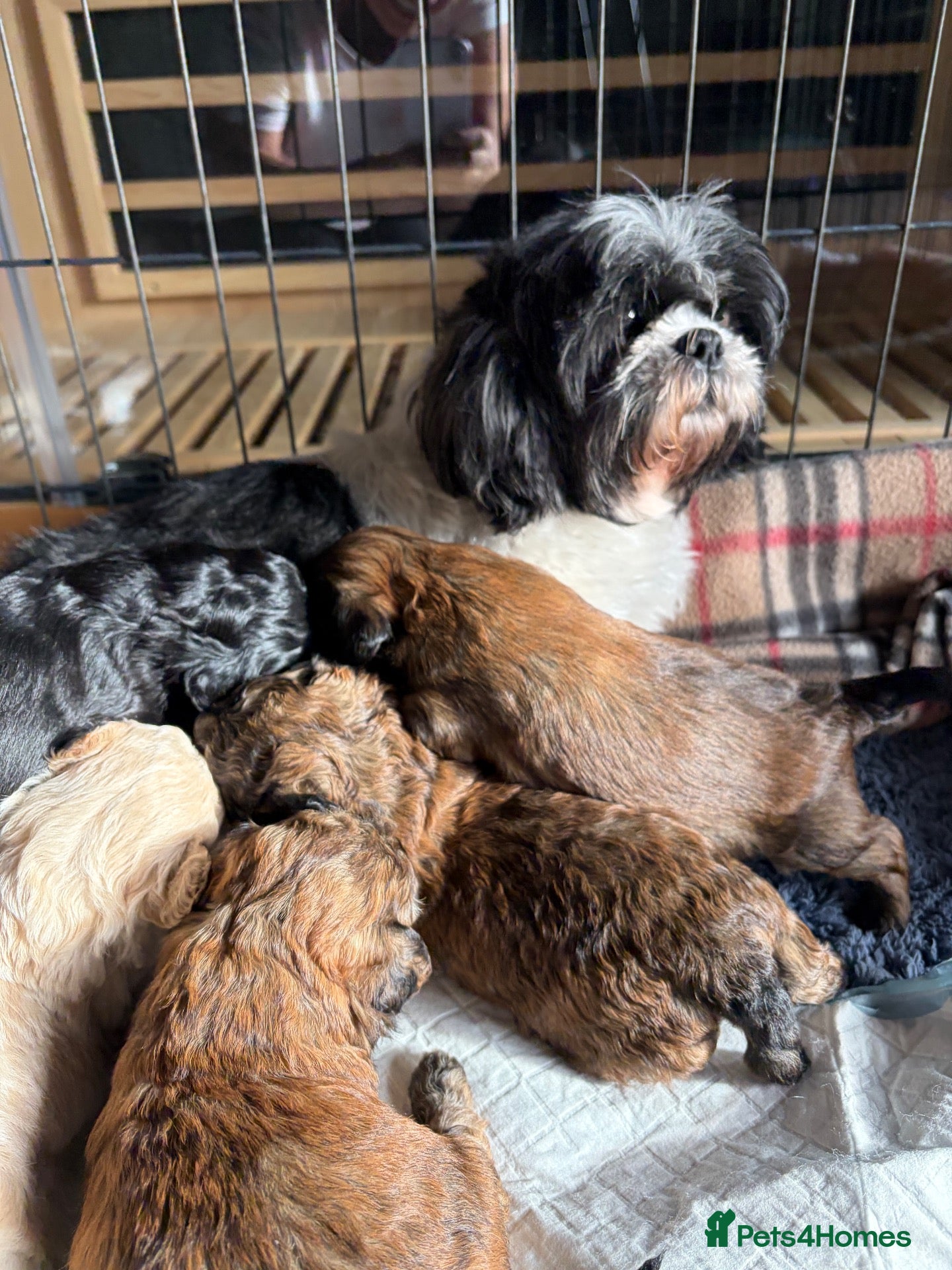 Shihpoo dogs for sale: Joanna Flynn  - Advert 2