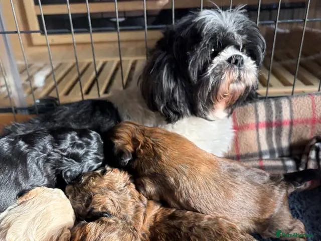 Shihpoo dogs for sale: Joanna Flynn - Advert 2