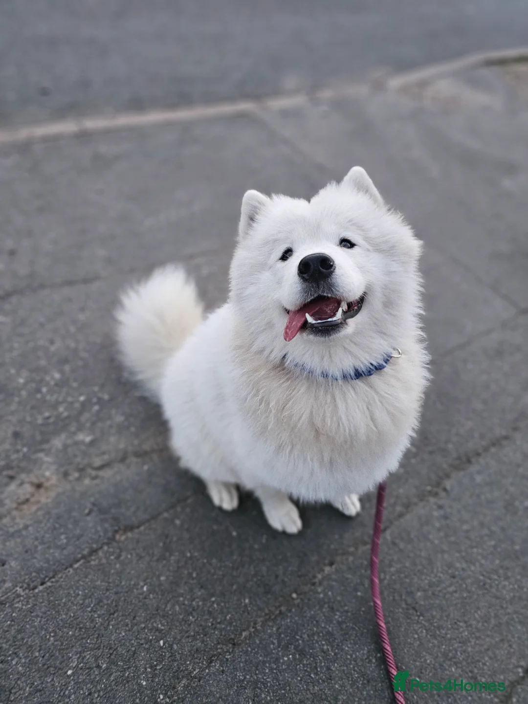 Samoyed dogs for sale: Samoyed female puppy - Advert 4