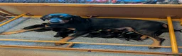 Mixed Breed dogs for sale: Lithuanian Hound puppies looking forever home in Peterborough - Advert 9