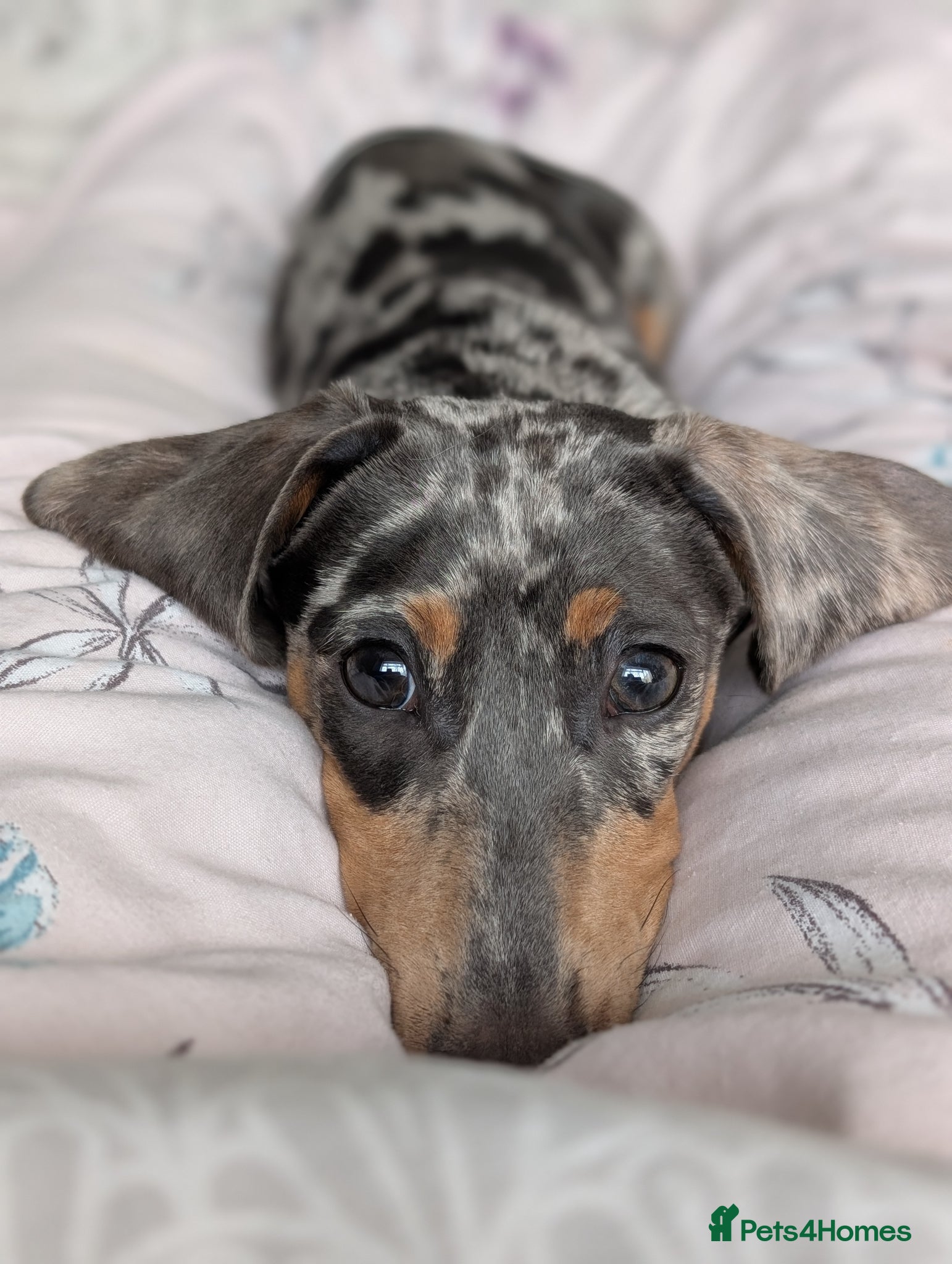 Dachshund dogs Our baby boy needing a new home  - Advert 7