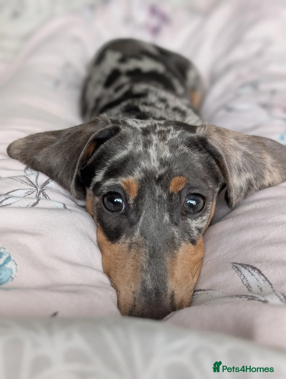Dachshund dogs for sale: Our baby boy needing a new home  in Brighton - Advert 1